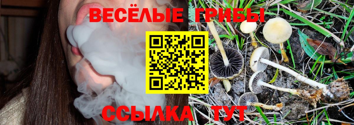 Галлюциногенные грибы Psilocybine cubensis Брянск